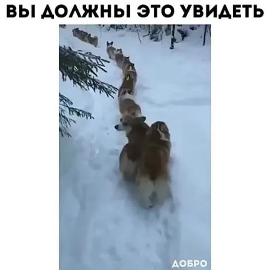 Вы должны это увидеть