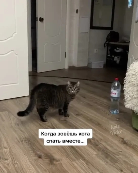 Когда зовешь кота спать вместе