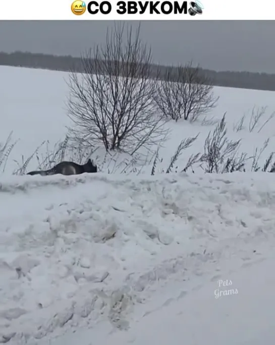 Сброса не было, всех обманул