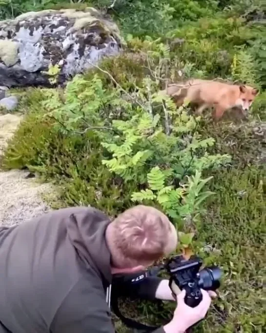 Красавец пришел на фотосессию