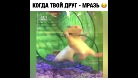 Лучший друг, сразу видно