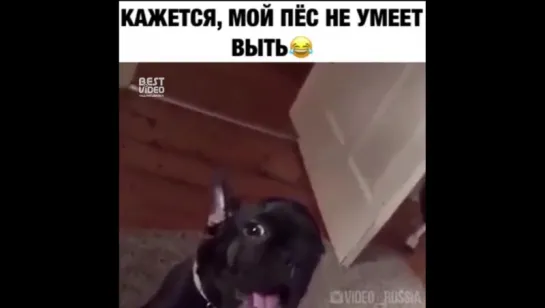 А с виду вроде как собачка