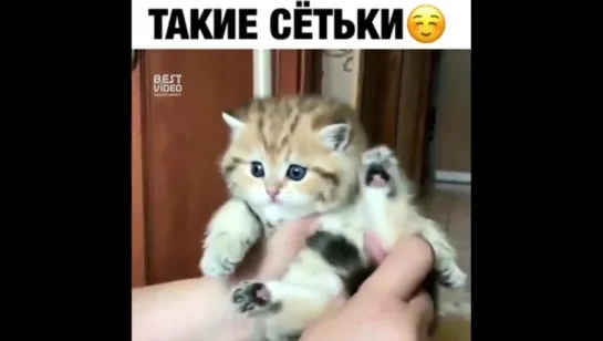 Расчесываем котенка