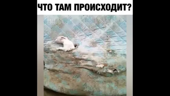 Собачий портал