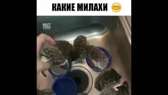 Маленькие колючки