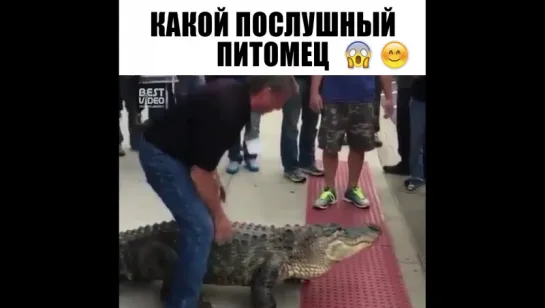 Стальные яйца у мужика