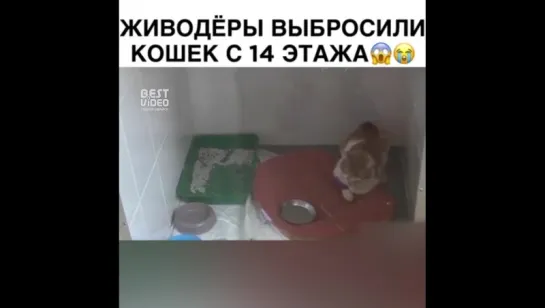 Бедненькие котики