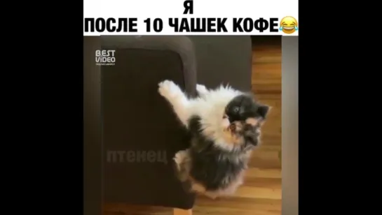 Любитель кофе