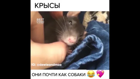 Не хуже собак 🐀