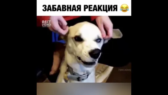 Собака ручного управления