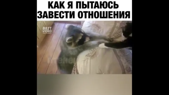 Енотик и кот