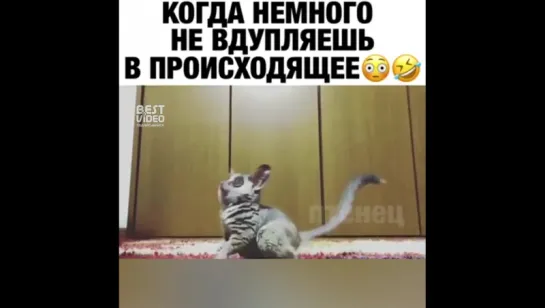 Что? Где? Кто?