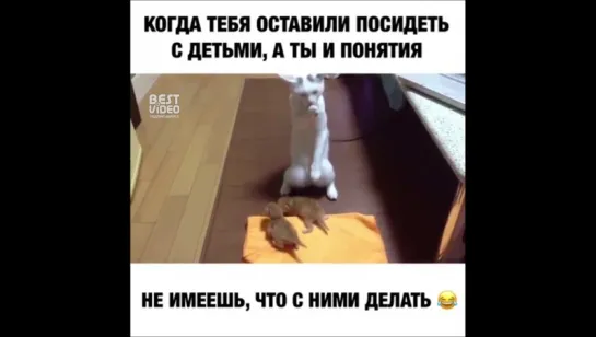 Ох уж эти коты