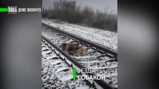 Самый верный друг пёс два дня ложился под поезд, охраняя раненную на рельсах собаку