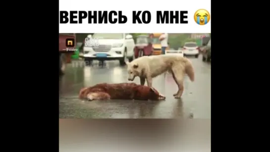 Преданность...