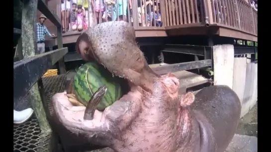 Hippo vs Watermelon