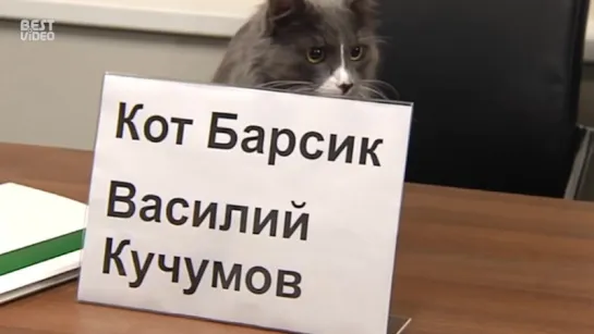 Даже у кота есть работа