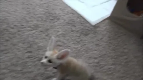 Training the Baby Fennec Fox to Sit