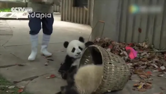 Watch- Giant pandas create trouble as staff cleans their house