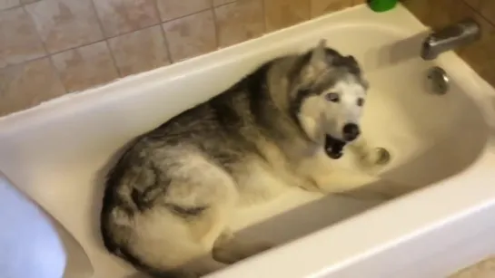 Stubborn Husky throws hilarious temper tantrum