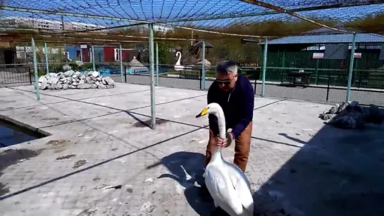 Как лебедь Жорка жалуется директору барнаульского зоопарка