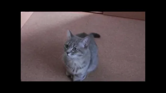 Cute Cat Begging