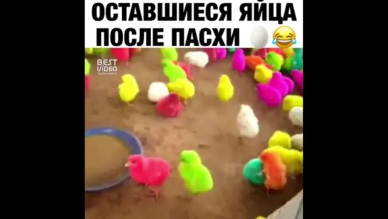 Радужные цыплята