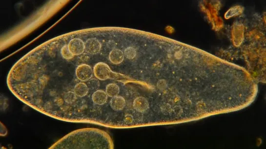 Amazing Microscopic HD Video! Paramecium Feeding!!