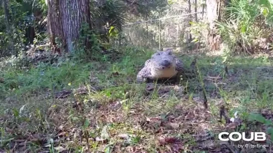 Cuban Crocodile (Chiquita) galloping like a dog, on command.