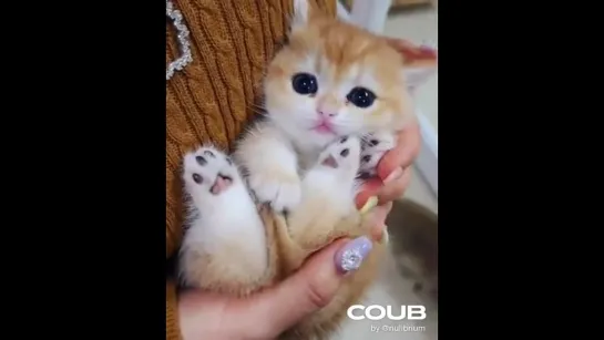 Precious kitten