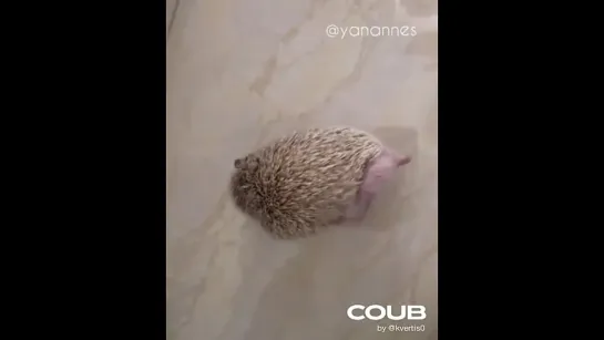 🦔Hedgehog Itches🦔