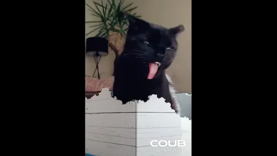 Cat VS Box