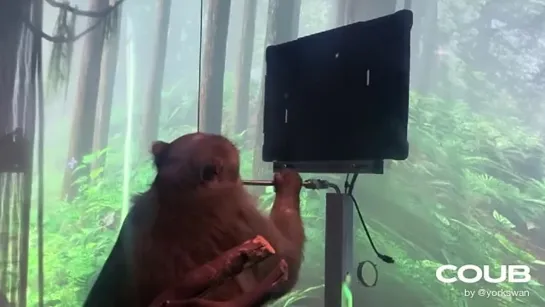 Monkey MindPong