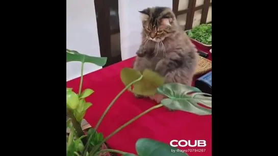 This cat training ing with a leaf.