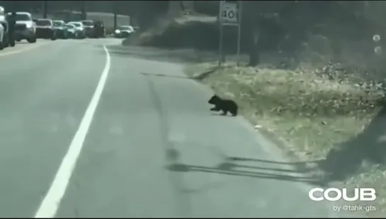 Медвежонок / Teddy Bear