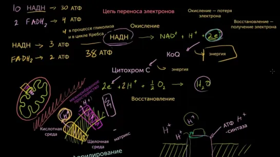 8. Окислительное фосфорилирование и хемиосмос