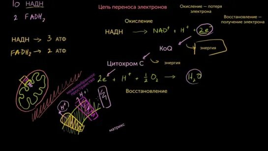 7. Цепь переноса электронов