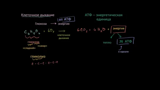 6. Гликолиз