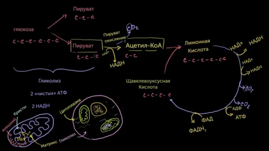 5. Цикл Кребса_Цикл лимонной кислоты