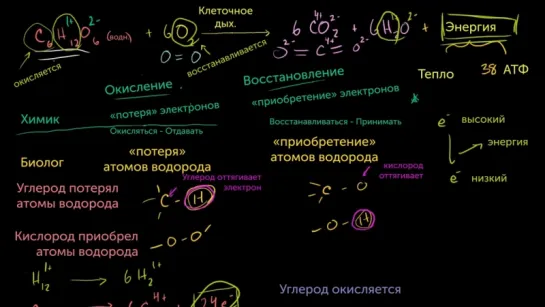 4. Окисление и восстановление в клеточном дыхании