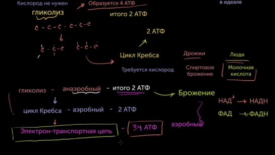 2. Введение в дыхание клетки