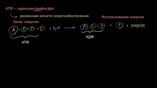 1. АТФ — Аденозинтрифосфат