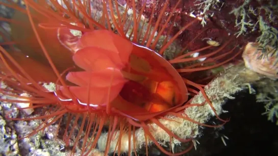 Electric Disco Clam