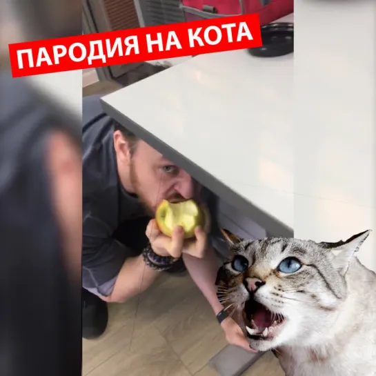 Пародия на кота. Часть 2