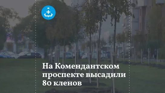 На Комендантском проспекте высадили 80 кленов