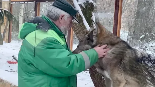 В Ленинградском зоопарке показали зимние шубки волчат Мрака и Сумрака