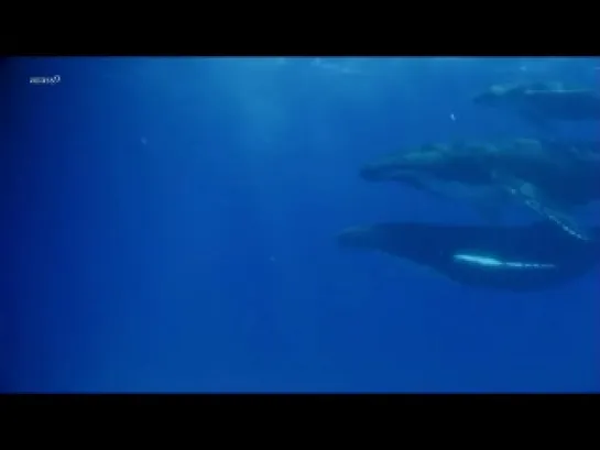 Emotional Chill Out Music Touch - Peaceful Grey Whales And Humpbacks Whales