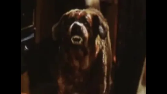 Cujo - Making of