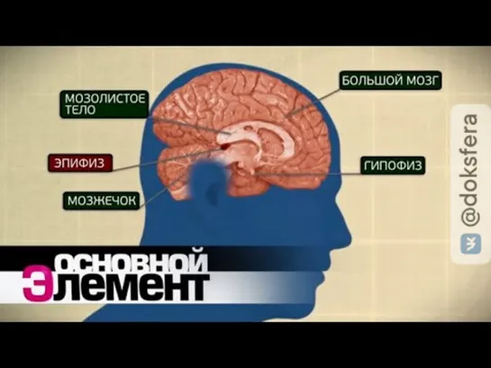 Время внутри нас. Биологические часы | Основной элемент