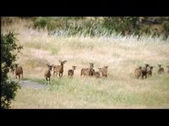 Lince Ibérico, el cazador solitario